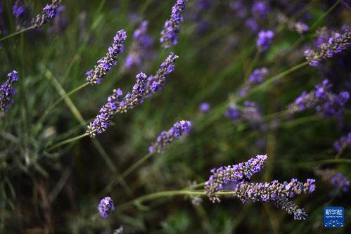 薰衣草在线观看,在线观看之旅  第1张
