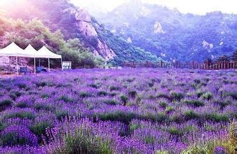 薰衣草在线观看,在线观看之旅  第3张